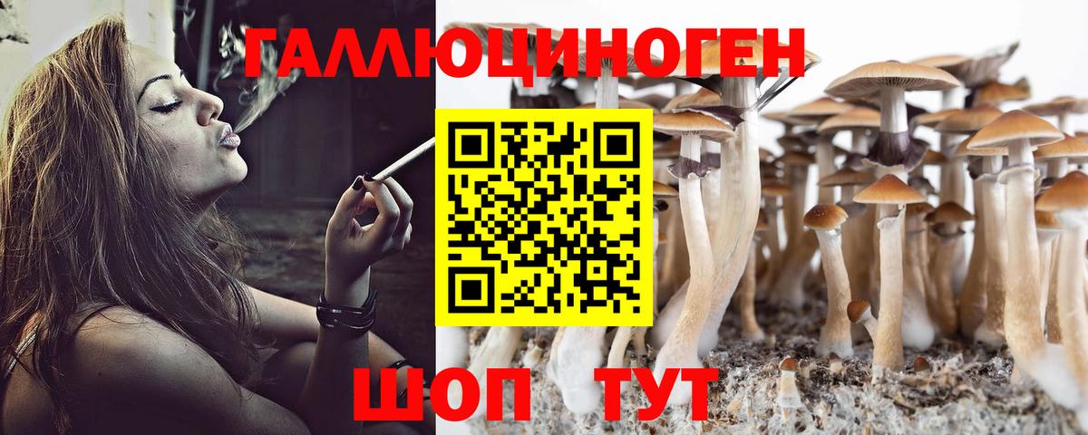 Галлюциногенные грибы Psilocybine cubensis Карачаевск
